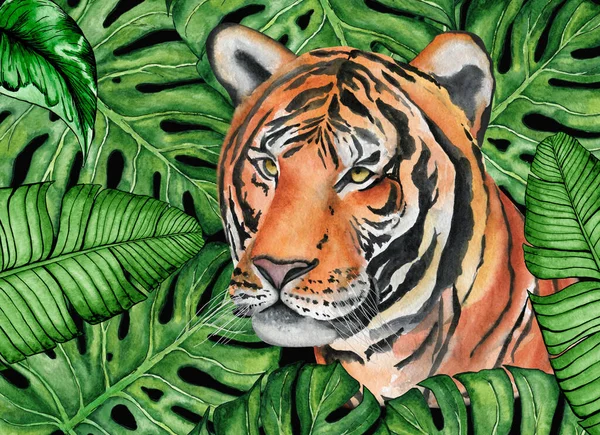 Chinese tiger in jungle tropical leaves watercolor hand drawn illustration. Animal printable art.