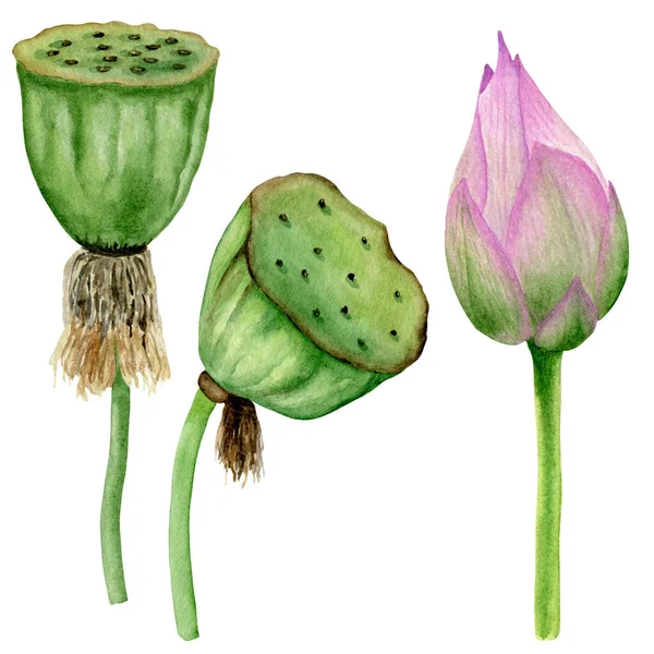 Różowe Nasiona Lotosu Akwarela Pączek Botaniczna Ilustracja Kliparty Kwiatowe — Zdjęcie stockowe