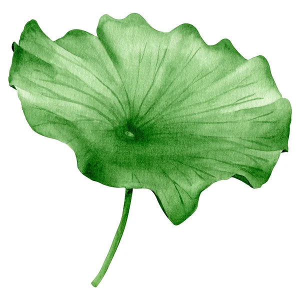 Lotus Levél Akvarell Kézzel Rajzolt Botanikai Illusztráció — Stock Fotó