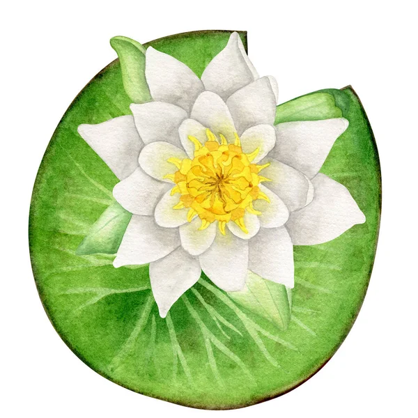 Seerose Mit Blatt Aquarell Handgezeichnete Botanische Illustration Teichpflanzenkunst — Stockfoto