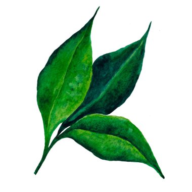 Limon, suluboya elle çizilmiş resim bırakır. Botanik basılabilir sanat.