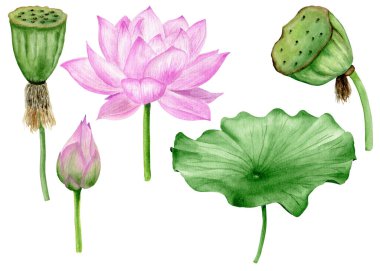 Pembe Lotus yaprağı, tohumlar, tomurcuk suluboya botanik çizimler. Çiçek tırmığı