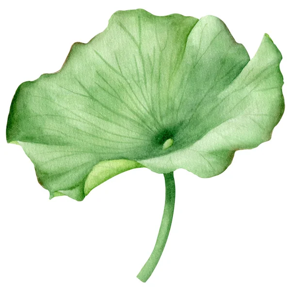 Lotus Levél Akvarell Kézzel Rajzolt Botanikai Illusztráció — Stock Fotó