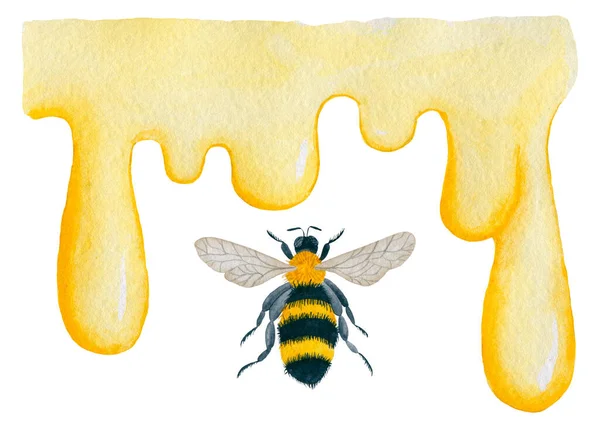 Ρέουσα Μέλι Και Μέλισσα Χέρι Ζωγραφισμένα Ακουαρέλα Εικονογράφηση — Φωτογραφία Αρχείου