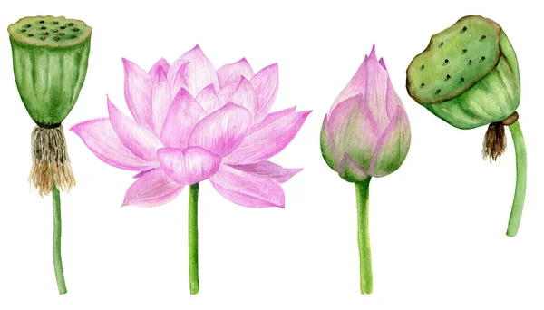 Rosafarbene Lotusknospe Samen Und Blume Aquarell Botanische Illustration Florale Druckkunst — Stockfoto