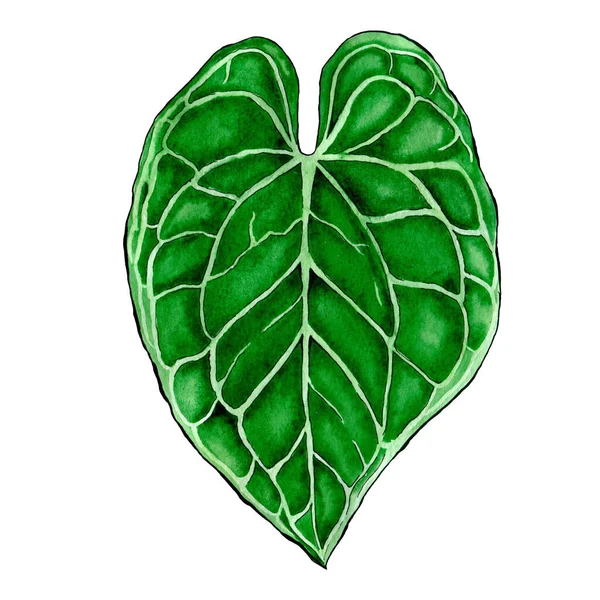 Tropial Leaf Hand Drawn Watercolor Illustration Botanical Art — Stock Photo, Image