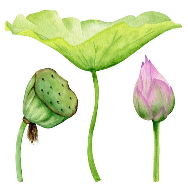 Rosafarbenes Lotusblatt Samen Knospe Aquarell Botanische Illustration Blumiger Clip — Stockfoto