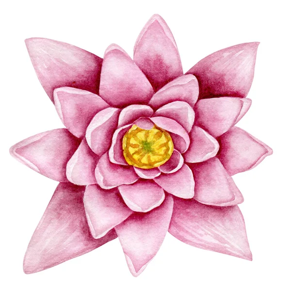 Seerose Aquarell Handgezeichnete Botanische Illustration Teichpflanzenkunst — Stockfoto
