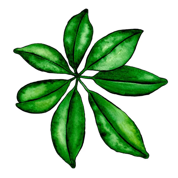 Tropical Leaf Watercolor Illustration Floral Print — Stock Photo, Image