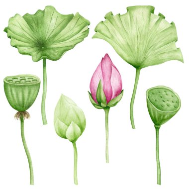 Pembe Lotus yaprağı, tohumlar, tomurcuk suluboya botanik çizimler. Çiçek tırmığı