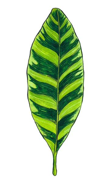 棕榈叶水彩画 花色印刷 — 图库照片