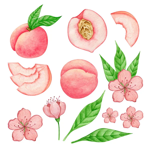 Pfirsich Frucht Aquarell Botanische Sammlung Essen Sommer Handgezeichnete Illustrationsset Isolierte — Stockfoto