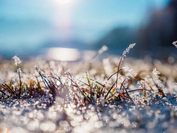 Meadow Winter Snow Crystals — Stock Photo, Image