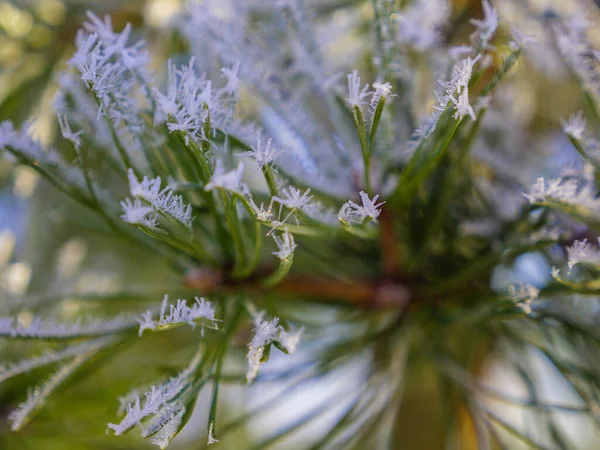 Coníferas Invierno Con Cristales Nieve — Foto de Stock