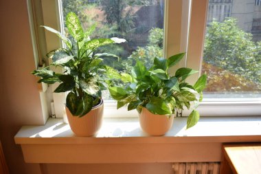 Dumb cane diffembachia, monstera adansonii, and epiprepnum marble queen, golden pothos on sunny window