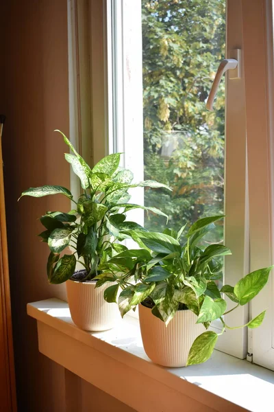 Dumb Cane Diffembachia Monstera Adansonii Epiprepnum Marble Queen Golden Pothos — Fotografia de Stock