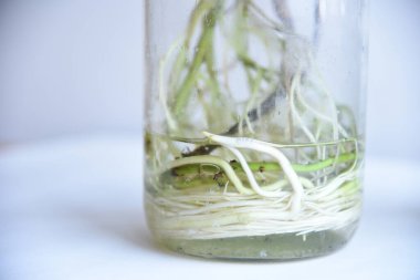 Tarafsız arka planda canavar filodendronu ıslak su köklerini tutuyor. İçinde kök olan su dolu bir kavanoz. Islak yüzey