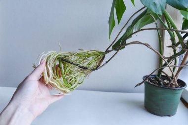 Tarafsız arka planda canavar filodendronu ıslak su köklerini tutuyor. İçinde kök olan su dolu bir kavanoz. Islak yüzey