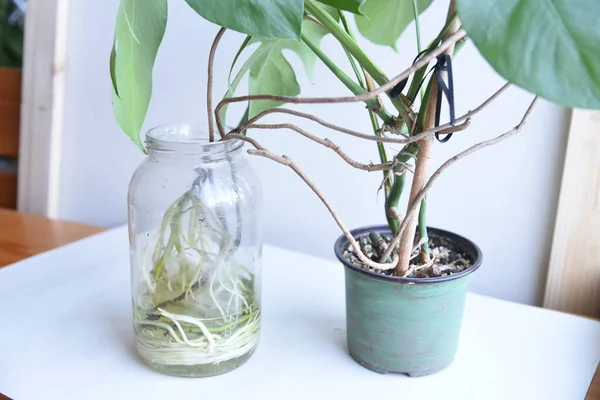 Mão Segurando Raízes Água Molhada Monstera Philodendron Fundo Neutro Frasco — Fotografia de Stock