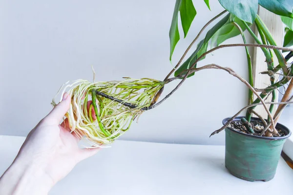 Mão Segurando Raízes Água Molhada Monstera Philodendron Fundo Neutro Frasco — Fotografia de Stock