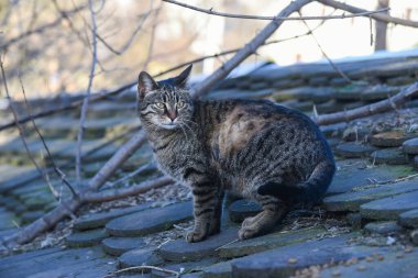 Sokak kedisi eski çatıda duruyor.