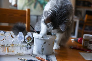 Boya ve suyla oynayan meraklı bir kedi. Bir sürü boya ve fırça. Resim stüdyosundaki kedi oynuyor..