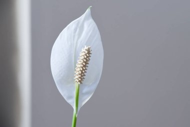 Güzel spathiphyllum çiçeği renkli nötr arkaplanı kapatır. Ev fabrikasını kapatın. Tarafsız arkaplanda yeşil eğrelti otu