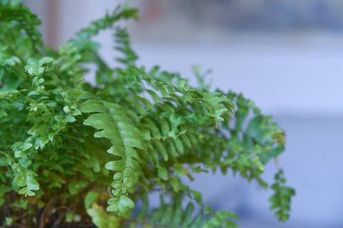 Güzel spathiphyllum çiçeği renkli nötr arkaplanı kapatır. Ev fabrikasını kapatın. Tarafsız arkaplanda yeşil eğrelti otu