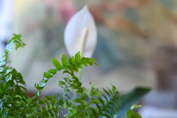 Bela Flor Espatiphyllum Perto Fundo Borrão Neutro Colorido Planta Casa — Fotografia de Stock