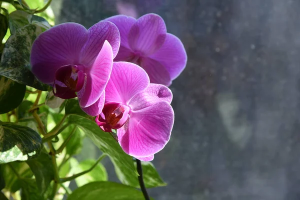 Hiedra Los Demonios Orquídea Rosada Ventana Soleada Desenfoque Hermoso Follaje — Foto de Stock