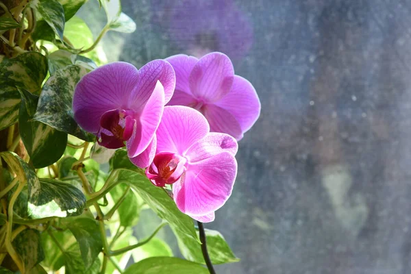 Hiedra Los Demonios Orquídea Rosada Ventana Soleada Desenfoque Hermoso Follaje — Foto de Stock