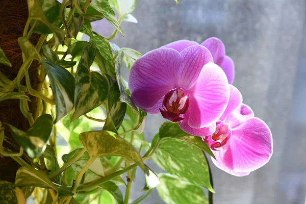 Hiedra Los Demonios Orquídea Rosada Ventana Soleada Desenfoque Hermoso Follaje — Foto de Stock