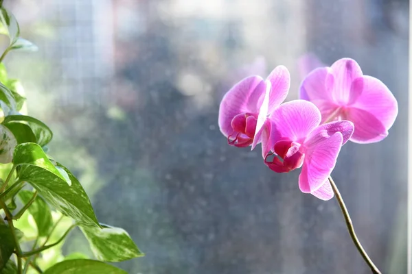 Hiedra Los Demonios Orquídea Rosada Ventana Soleada Desenfoque Hermoso Follaje — Foto de Stock