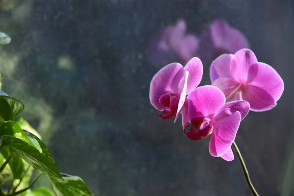 Hiedra Los Demonios Orquídea Rosada Ventana Soleada Desenfoque Hermoso Follaje — Foto de Stock