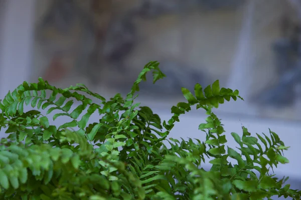 カラフルなニュートラルなブラーの背景に美しい空間フィルムの花を閉じます 家の植物を閉じます 中立的な背景に緑のシダ — ストック写真