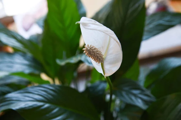 Hermosa Flor Spathiphyllum Primer Plano Sobre Fondo Difuminado Neutro Colorido — Foto de Stock