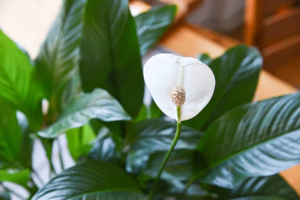 Hermosa Flor Spathiphyllum Primer Plano Sobre Fondo Difuminado Neutro Colorido — Foto de Stock