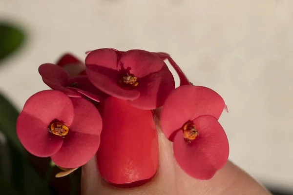 Female Fingers Pink Manicure Holding Pink Flowers Cactus Euphorbia Milii — Stock Photo, Image