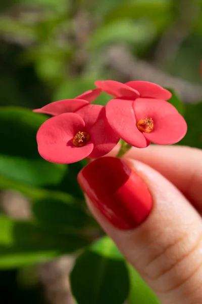 Dedos Femeninos Con Manicura Rosa Sosteniendo Flores Rosas Cactus Euphorbia — Foto de Stock