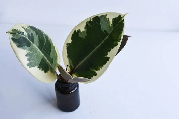 Rooted cutting of ficus elastica in glass of water. Potted monstera obliqua, adansonii. Isolated on white background. Empty copy space. Female hand holding rooted cutting.