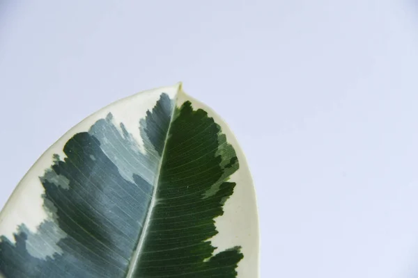 Rooted cutting of ficus elastica in glass of water. Potted monstera obliqua, adansonii. Isolated on white background. Empty copy space. Female hand holding rooted cutting.