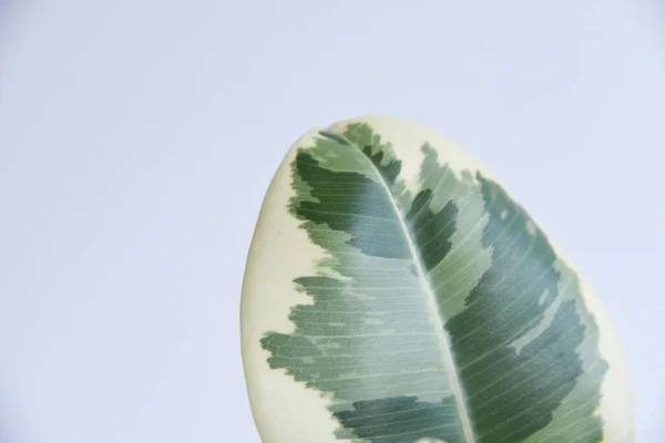 Rooted cutting of ficus elastica in glass of water. Potted monstera obliqua, adansonii. Isolated on white background. Empty copy space. Female hand holding rooted cutting.