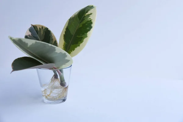Rooted cutting of ficus elastica in glass of water. Potted monstera obliqua, adansonii. Isolated on white background. Empty copy space. Female hand holding rooted cutting.