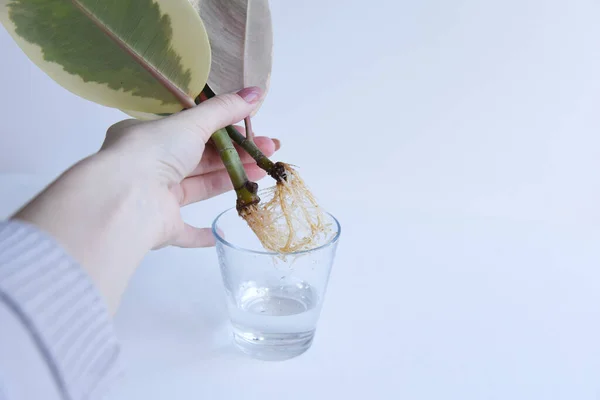 Rooted cutting of ficus elastica in glass of water. Potted monstera obliqua, adansonii. Isolated on white background. Empty copy space. Female hand holding rooted cutting.