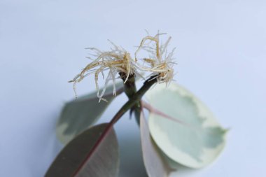 Ficus elastica 'nın kökleri bir bardak suyla kesilmiş. Adansonii 'deki çömlek canavarı. Beyaz arka planda izole edilmiş. Boş kopyalama alanı. Kadın el ele tutuşup kök saldı..