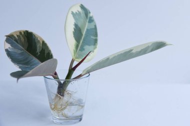 Ficus elastica 'nın kökleri bir bardak suyla kesilmiş. Adansonii 'deki çömlek canavarı. Beyaz arka planda izole edilmiş. Boş kopyalama alanı. Kadın el ele tutuşup kök saldı..