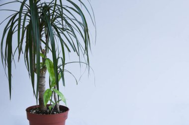 İki farklı çeşit dracaena, marginata ve surculosa, bir tencerede saklanıyor, beyaz arka planda izole edilmiş. Boş kopyalama alanı. Yaprakları kapat.