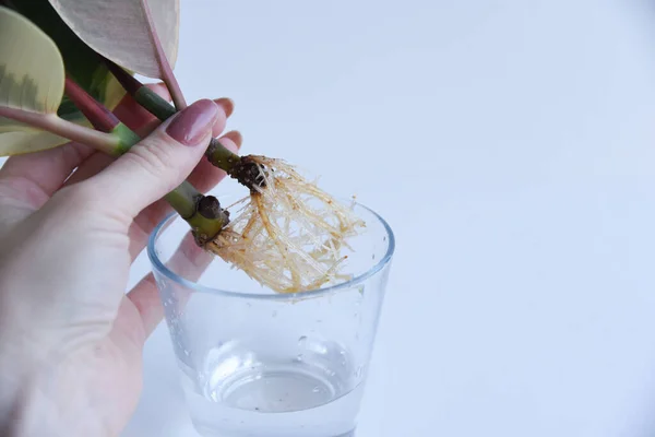 Rooted cutting of ficus elastica in glass of water. Potted monstera obliqua, adansonii. Isolated on white background. Empty copy space. Female hand holding rooted cutting.