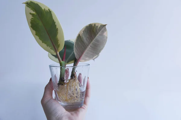 Rooted cutting of ficus elastica in glass of water. Potted monstera obliqua, adansonii. Isolated on white background. Empty copy space. Female hand holding rooted cutting.