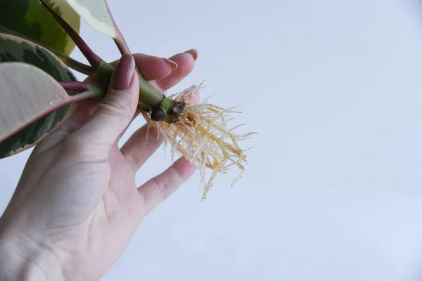 Ficus elastica 'nın kökleri bir bardak suyla kesilmiş. Adansonii 'deki çömlek canavarı. Beyaz arka planda izole edilmiş. Boş kopyalama alanı. Kadın el ele tutuşup kök saldı..